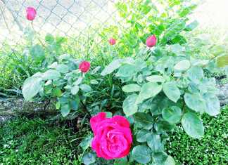 pofta.buna.gina.bradea (1) pofta.buna.gina.bradea (1)