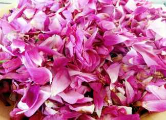 pofta-buna-gina-bradea-dulceata-naturala-fara-conservanti-de-trandafiri (2)
