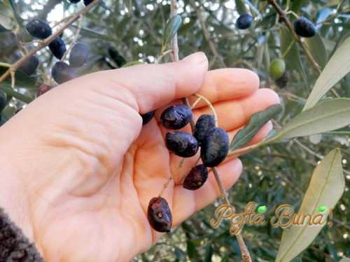 pofta-buna-gina-bradea (5)