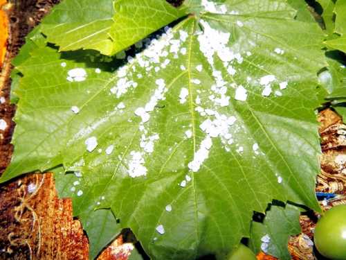 Frunza de vita de vie pentru iarna