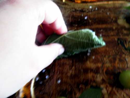 Frunza de vita de vie pentru iarna pofta buna cu gina bradea 4 500x375 - Frunza de vita de vie pentru iarna