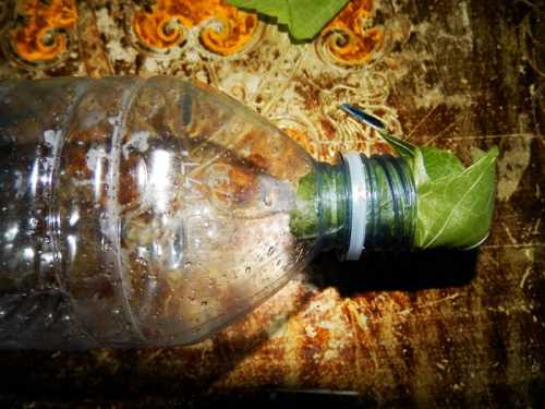 Frunza de vita de vie pentru iarna pofta buna cu gina bradea 5 500x375 - Frunza de vita de vie pentru iarna