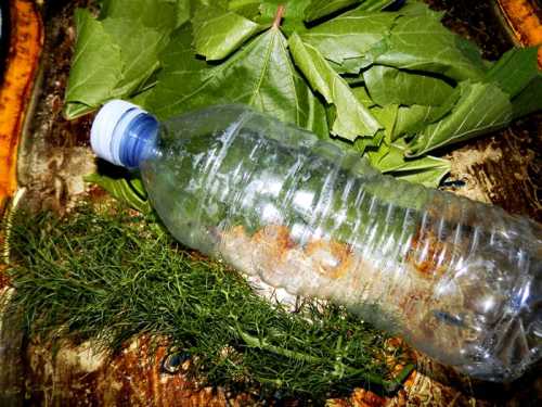 Frunza de vita de vie pentru iarna pofta buna cu gina bradea 8 500x375 - Frunza de vita de vie pentru iarna