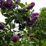 Sirop, colorant natural din maci, liliac sau soc