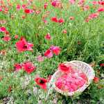 Sirop, colorant natural din maci, liliac sau soc