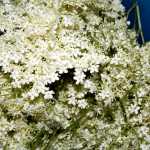 Sirop, colorant natural din maci, liliac sau soc