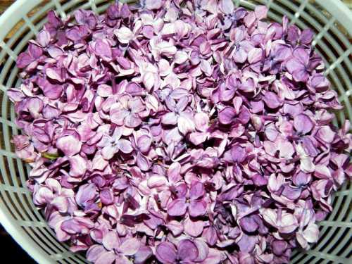 Sirop, colorant natural din maci, liliac sau soc Sirop, colorant natural din maci, liliac sau soc