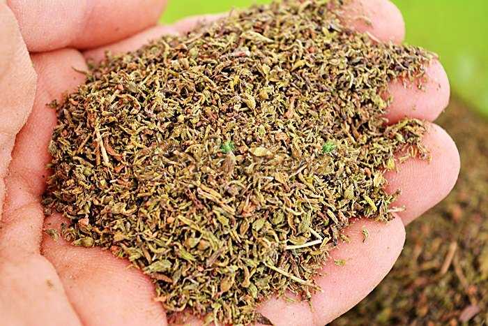 Cum se usuca cimbrul pentru iarna Cum se usuca cimbrul pentru iarna