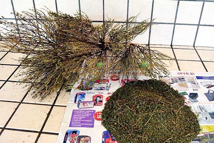 Cum se usuca cimbrul pentru iarna Cum se usuca cimbrul pentru iarna