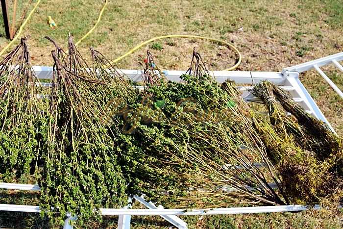 Cum-se-ususca-cimbrul-pentru-iarna-pofta-buna-cu-gina-bradea (7) Cum-se-ususca-cimbrul-pentru-iarna-pofta-buna-cu-gina-bradea (7)