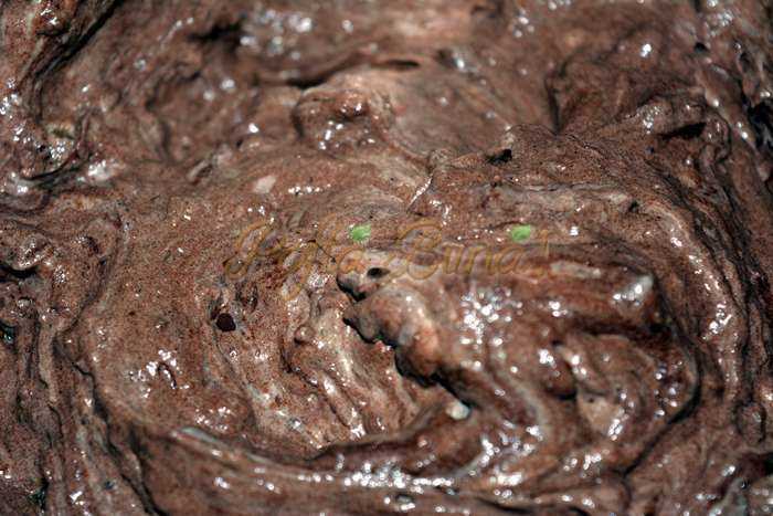 Tort cu blat de nuca si crema caramel Cupcakes braduti fara fara faina pofta buna cu gina bradea 8 700x467 - Tort cu blat de nuca si crema caramel