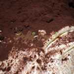 Cupcakes braduti