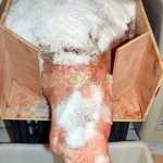 Prosciutto crudo
