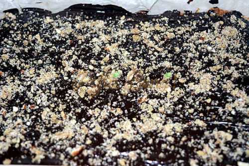 Prajitura Greta Garbo Prajitura Greta Garbo