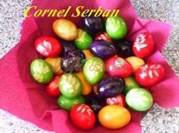 cornel serban cornel serban