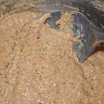 Pricomigdale Pricomigdale
