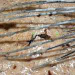 Pricomigdale Pricomigdale