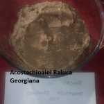 Acostachioaiei Raluca Georgiana Pate de pasare 150x150 - Gatim gustos cu Gina Bradea, concurs noiembrie 2017