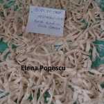 Elena Popescu Taietei de casa 150x150 - Gatim gustos cu Gina Bradea, concurs noiembrie 2017