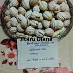 Jitaru Diana Nuci cu unt si untura 2 150x150 - Gatim gustos cu Gina Bradea, concurs noiembrie 2017