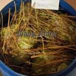 Jitaru Diana Varza murata 150x150 - Gatim gustos cu Gina Bradea, concurs noiembrie 2017