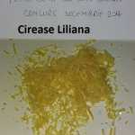 Cirease Liliana Razatura de lamaie 150x150 - Gatim gustos cu Gina Bradea, concurs decembrie 2017