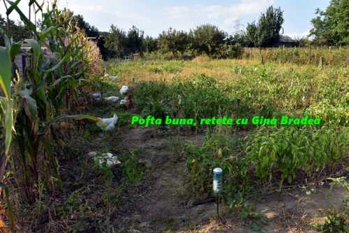 Avem 1 an de cand ne-am intors definitiv in Romania