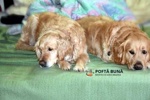 Totos, blondul meu drag ne-a parasit astazi, iar eu am devenit atee, Dumnezeu nu exista!