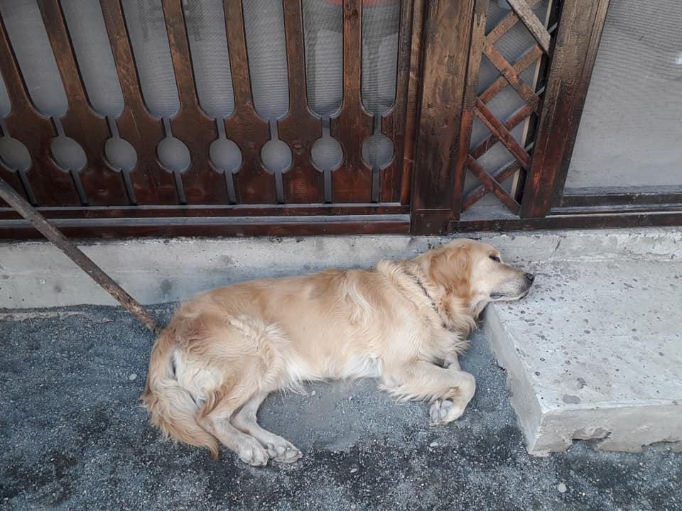 Totos blondul meu drag 9 - Totos, blondul meu drag ne-a parasit astazi, iar eu am devenit atee, Dumnezeu nu exista!