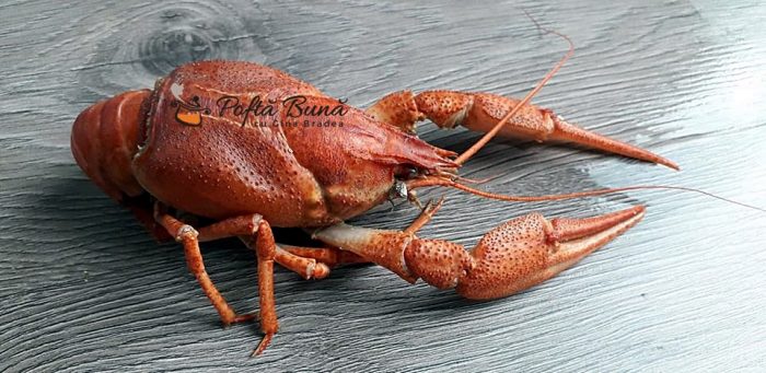 Raci fierti cu mujdei, reteta dobrogeana