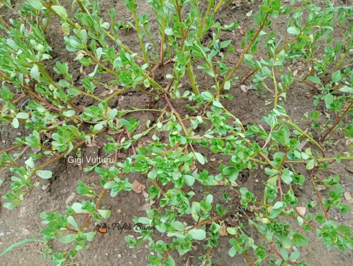 ciorba iarba grasa reteta gina bradea 1 697x525 - Ciorba de iarba grasa