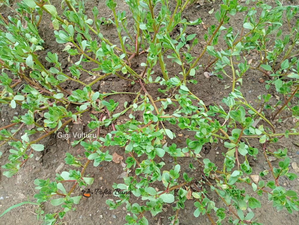 Ciorba de iarba grasa - Retete cu Gina Bradea