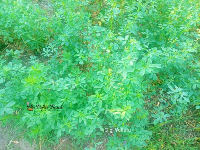 Placinta cu lucerna la tigaie placinta cu lucerna tigaie reteta gina bradea 1 697x525 - Placinta cu lucerna la tigaie